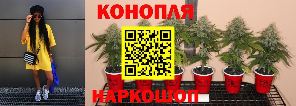 Бошки Шишки семена Искитим